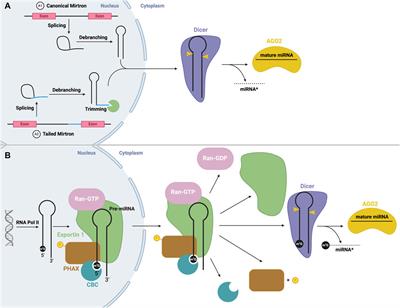 Regulatory role of RNA-binding proteins in microRNA biogenesis